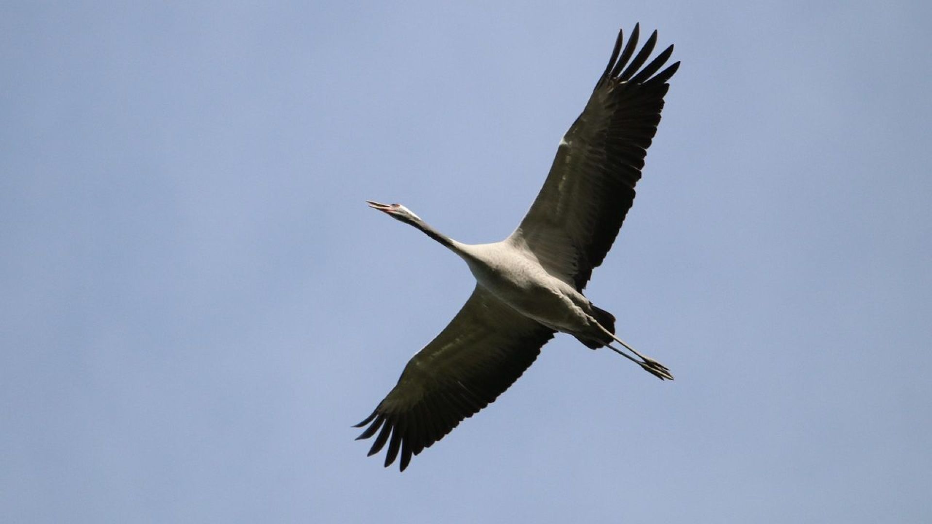 Kraanvogels hebben een spanwijdte tot 2 meter.