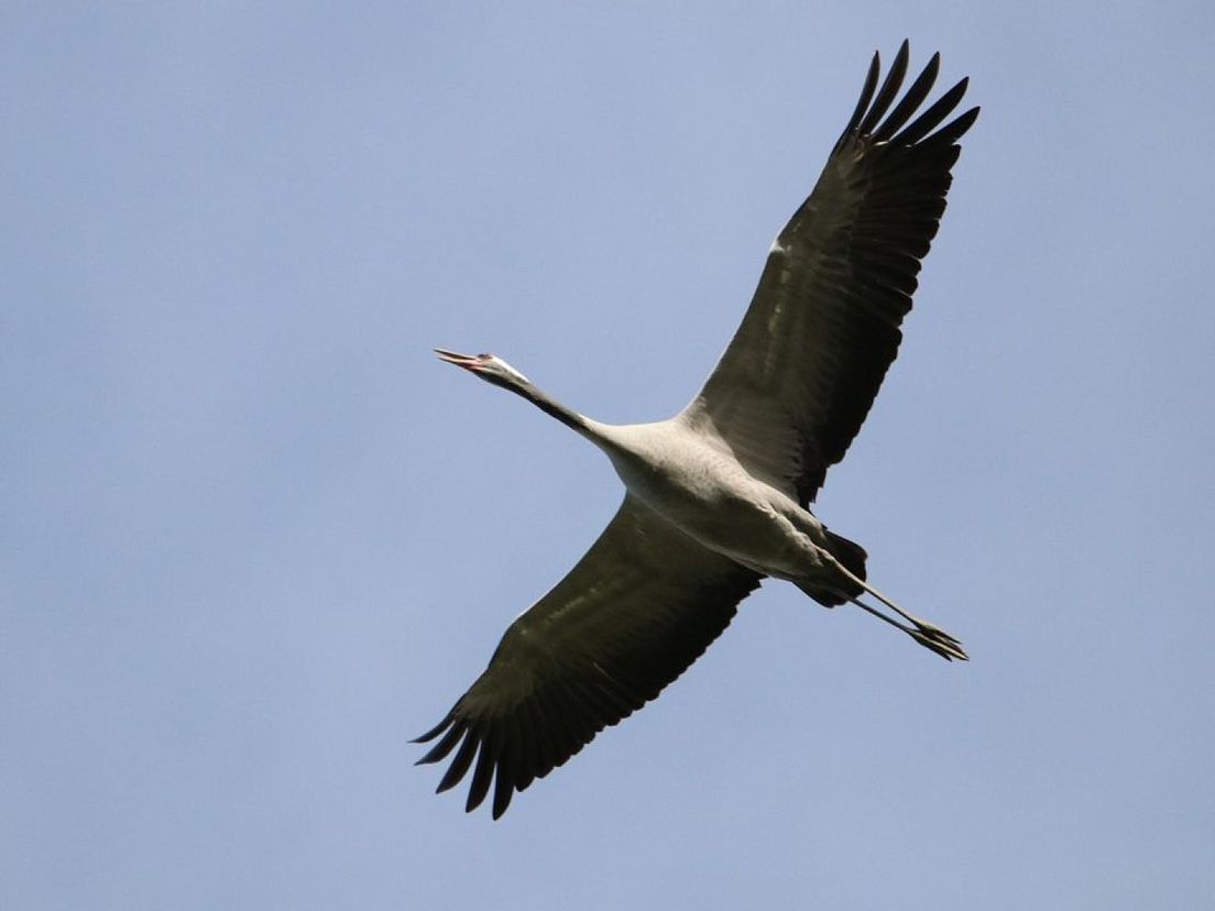 Uniek: tienduizenden kraanvogels vliegen over, hier zie je ze - Omroep