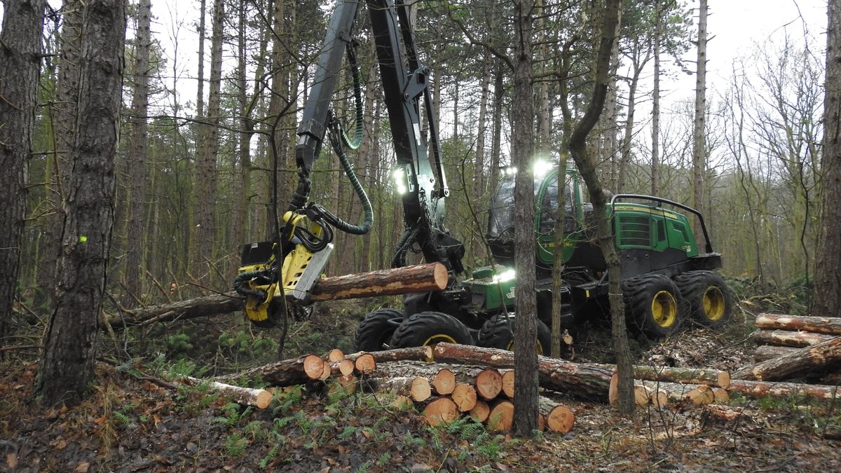 2.000 kuub hout gekapt op Terschelling, juist om ruimte te maken voor bos