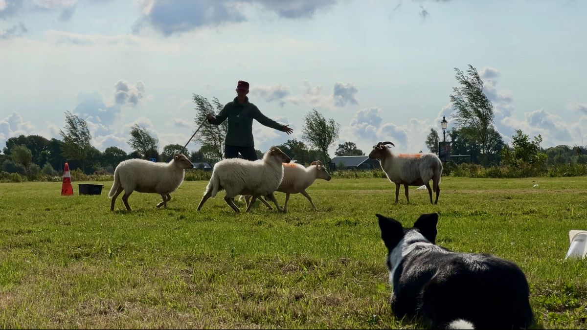 Wie is de beste schapendrijver van Nederland? 'De honden mogen niet te wild worden'