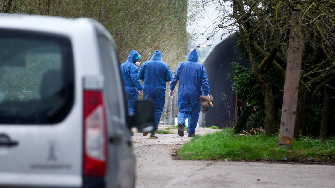 NVWA Onderzoekt Ook Pluimveebedrijf In Stolwijk Na Vogelgriep Bij ...