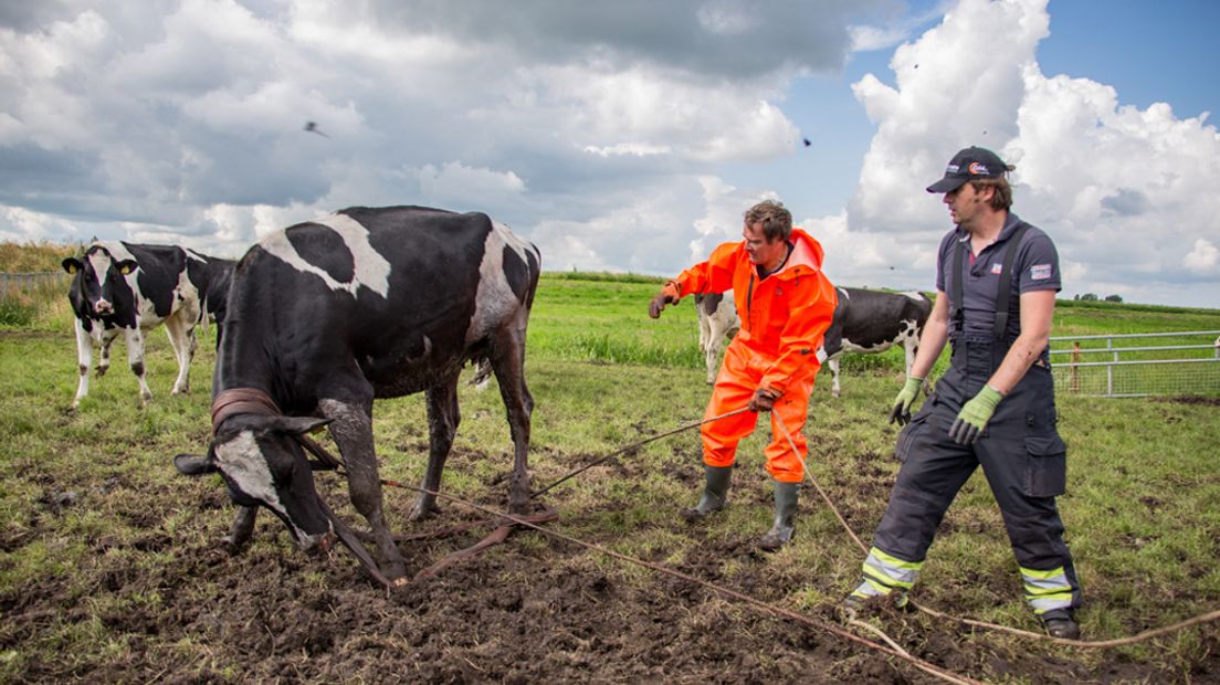 De modder vliegt in de rondte als het dier eenmaal bevrijd is.