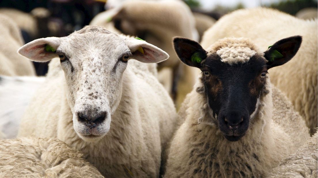 Via crowdfunding geld voor inrichting schaapskooi