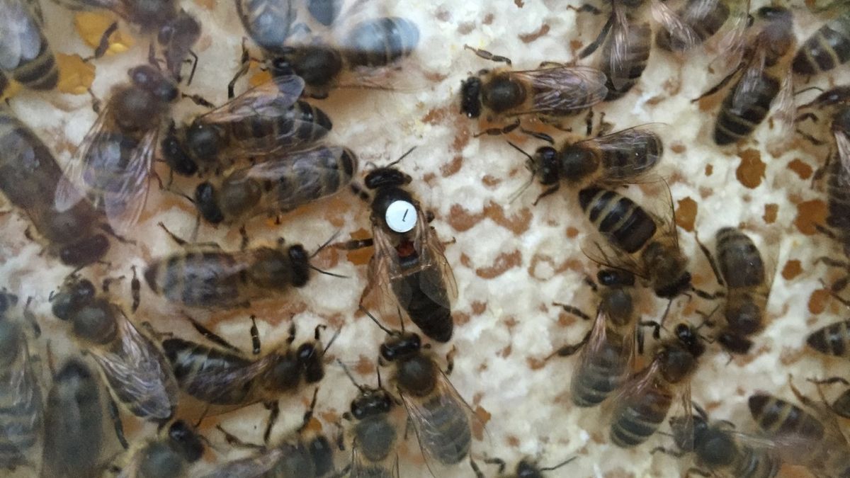 Imkers willen zwarte bij terug in zak van Zuid-Beveland