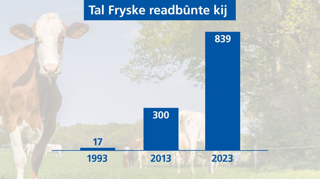 Aantal Friese roodbonte koeien door de jaren heen