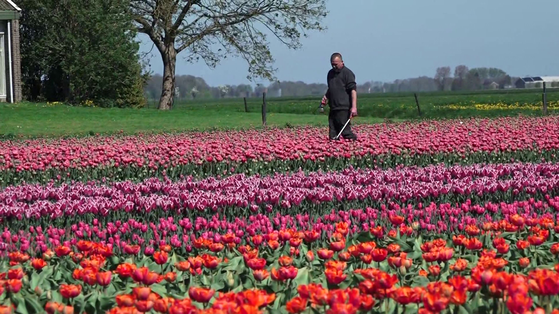 Tulpentoerisme leidt tot trammelant: 'Mensen vliegen soms zo de tulpen in'