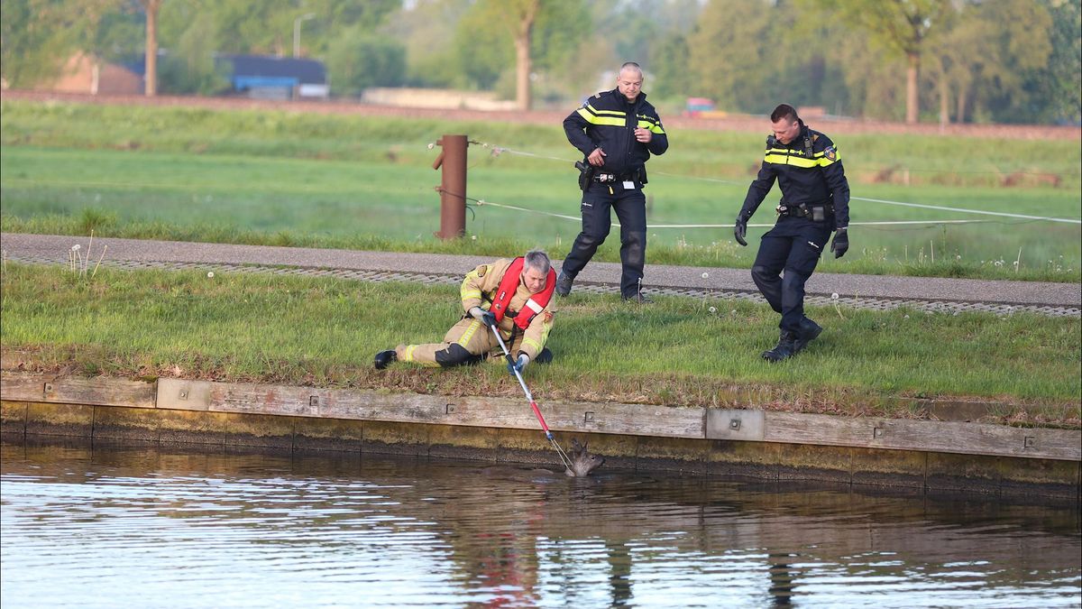 Brandweer redt twee reeën uit het water in Daarlerveen
