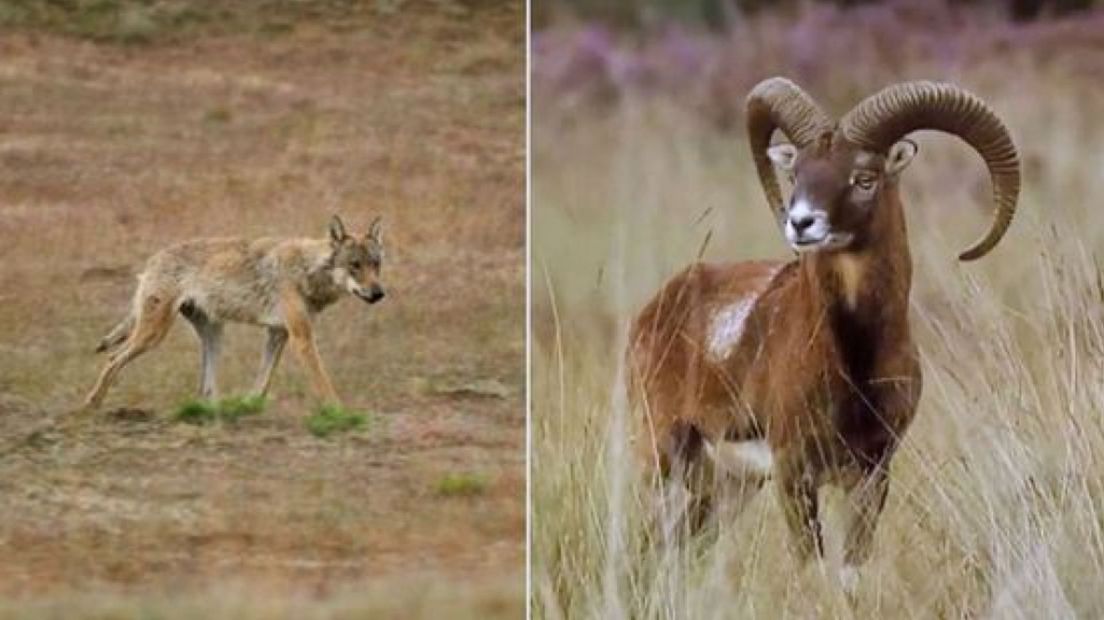 Volgens park De Hoge Veluwe heeft de wolf al bijna de helft van alle moeflons daar gedood.