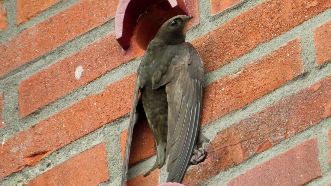 Gierzwaluw bij het nest