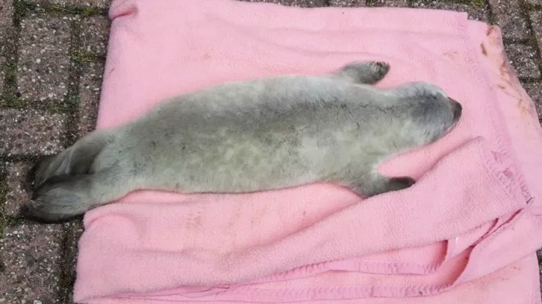 Het bij Ossenisse gevonden premature zeehondje werd tijdelijk opgevangen op het politiebureau