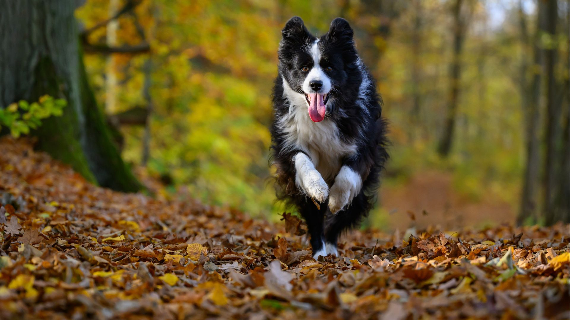 Let hier op als je met je hond in de herfst naar het bos gaat