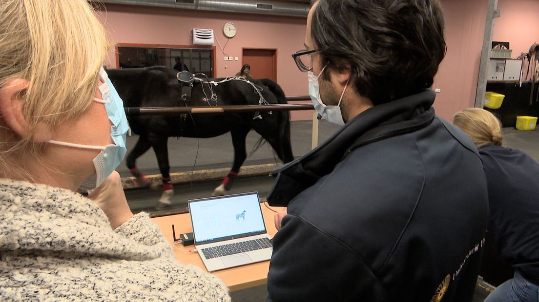 Voor het bewegingsonderzoek wordt het paard beplakt met sensoren