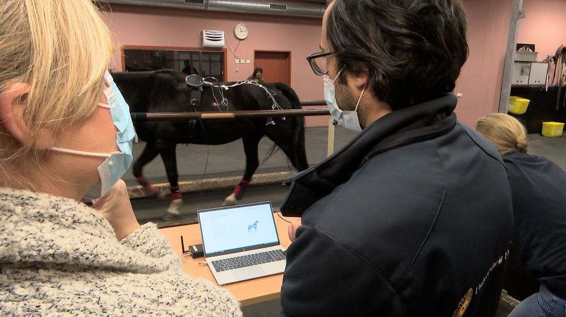Voor het bewegingsonderzoek wordt het paard beplakt met sensoren