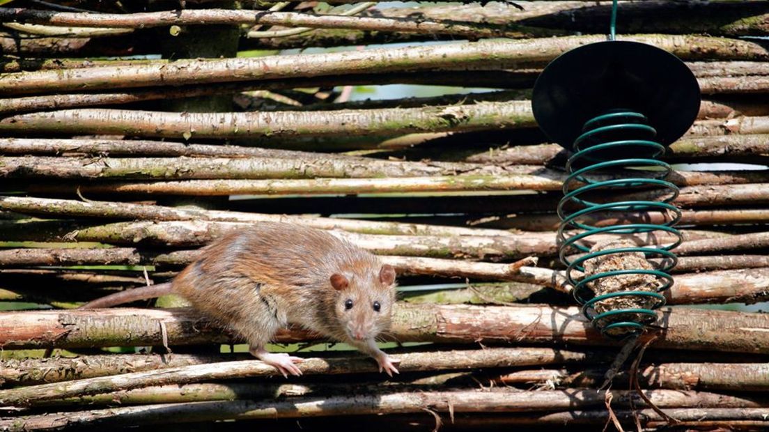 Ratten schieten binnen bebouwde kom onwenselijk of acceptabel?