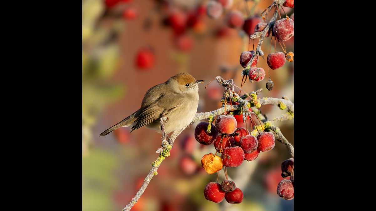 Verrassing voor natuurfotograaf uit Assen: zwartkop in de tuin