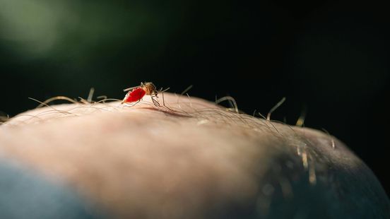 Het wordt lekker warm, maar dat is levensgevaarlijk voor insecten