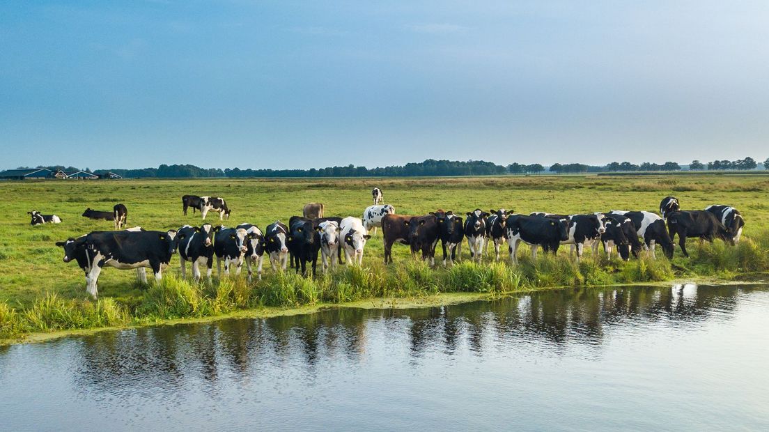 De landbouw moet minder stikstof gaan uitstoten van het kabinet (Rechten: RTV Drenthe/Fred van Os)