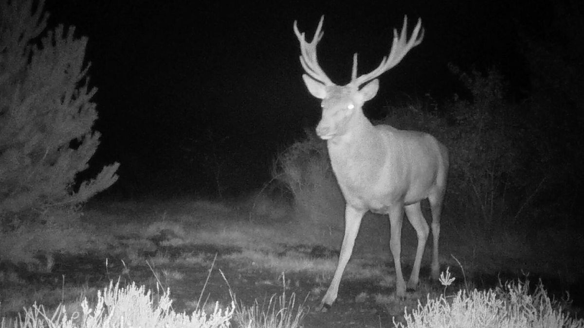 Er loopt een tweede edelhert in Drenthe