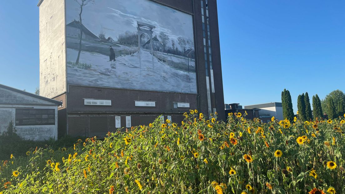 Source RTV Drenthe - Tournesols en fleurs devant l'ancien silo à grains