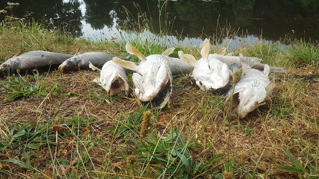 Dode vissen in Hengelo