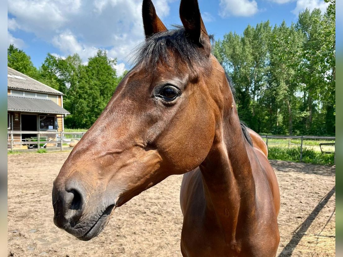 Rosie is enorm geliefd bij de ruiters van de Capelse Manege