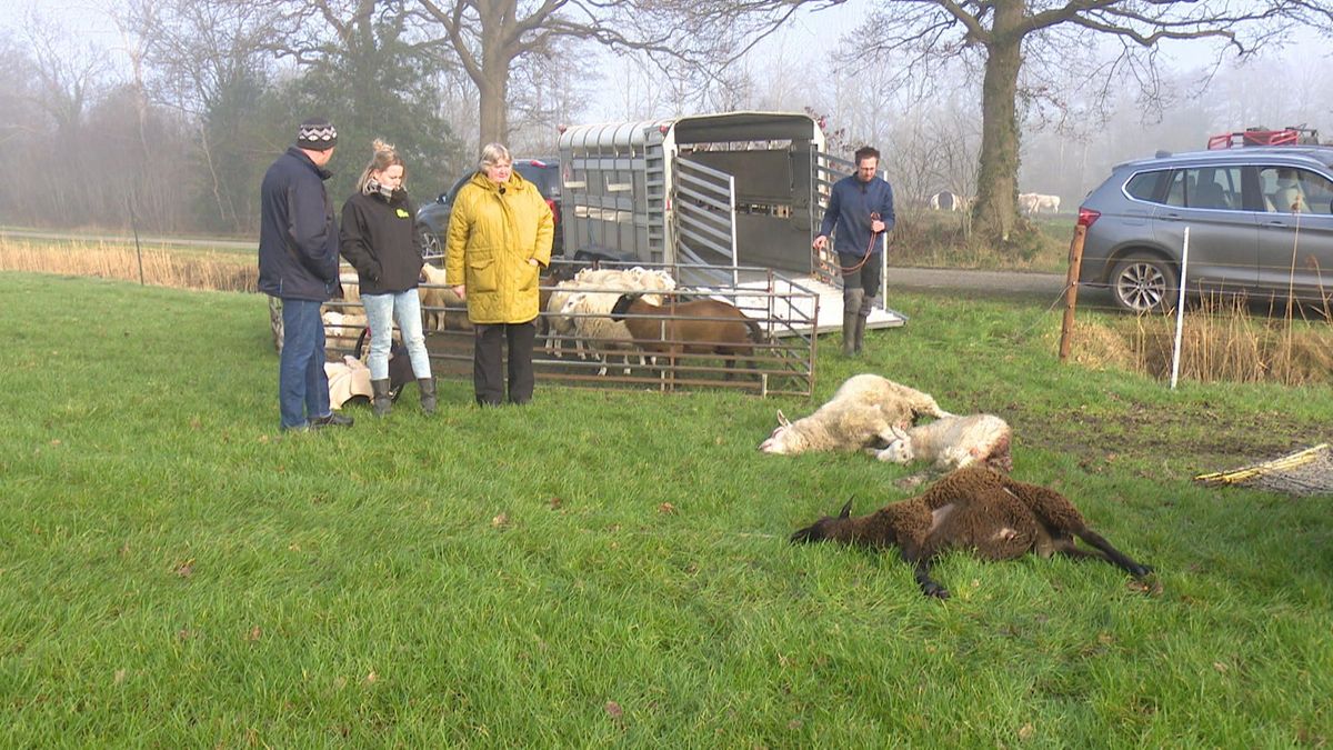 Negende aanval bij schapenhouder in Vledder, ondanks wolfwerend hek