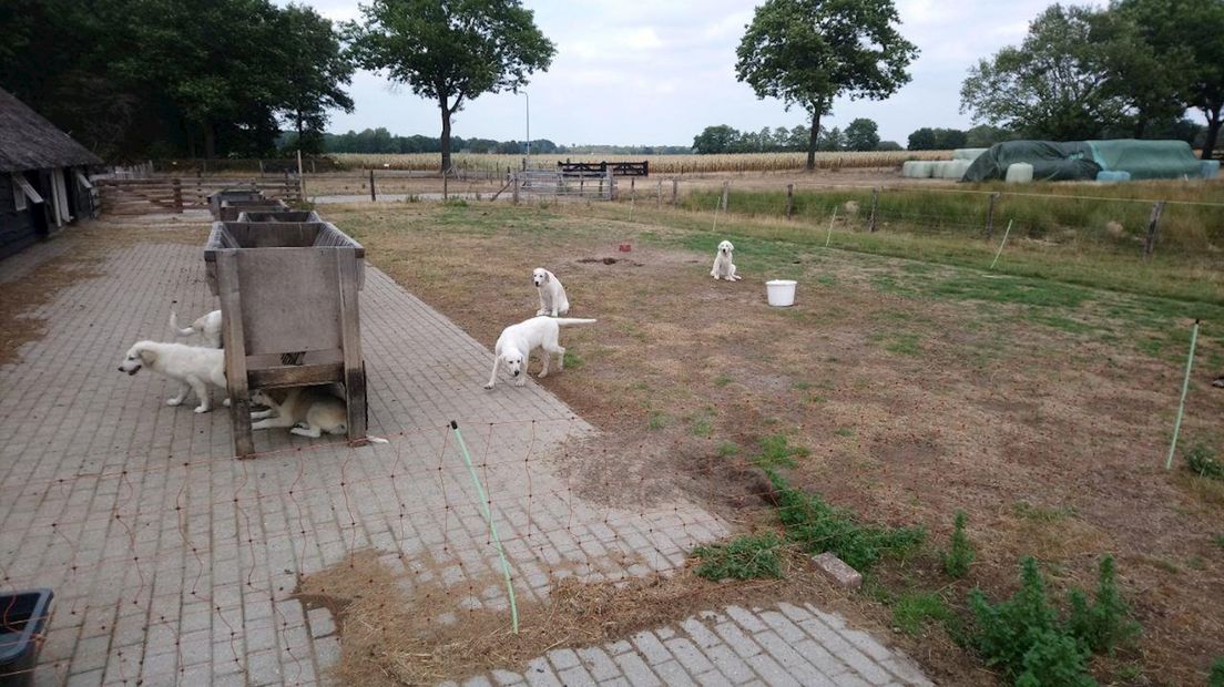 Kuddebewakingshonden (pups) op het Wierdense Veld