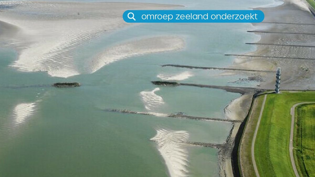 Strekdammen in de Westerschelde: 'Flauwekulproject dat natuur verslechtert'
