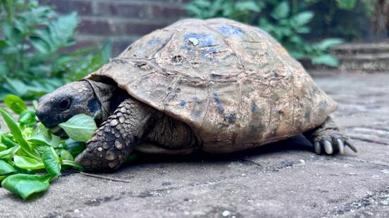 Na 52 jaar ontdekt José het geheim van schildpad Sjappie die in haar tuin leeft Home