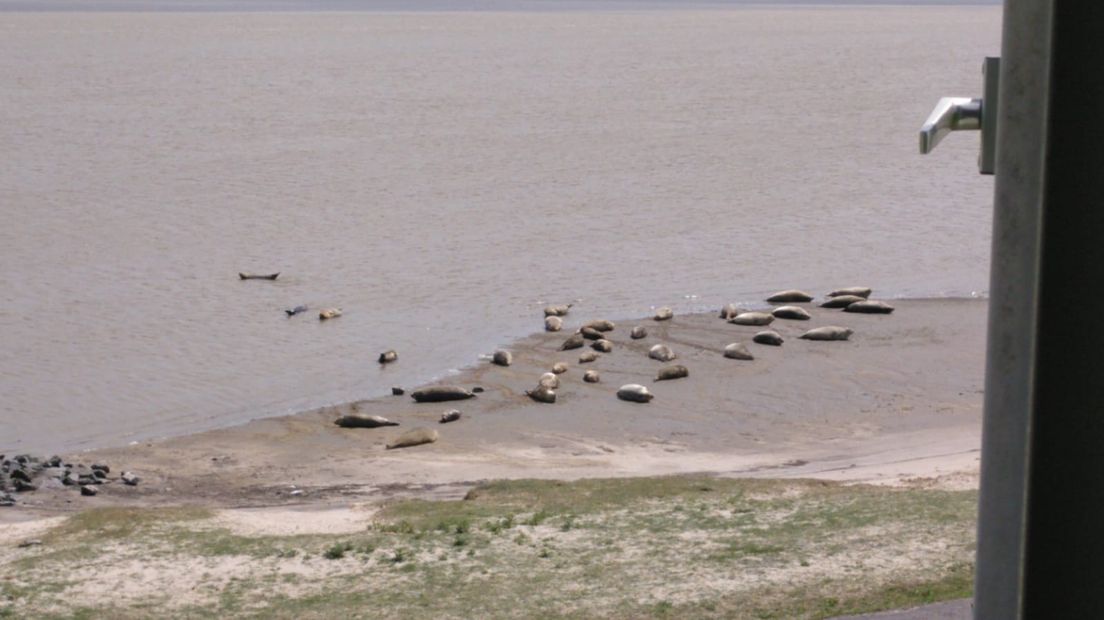 In de keet is er goed zicht op de zeehonden