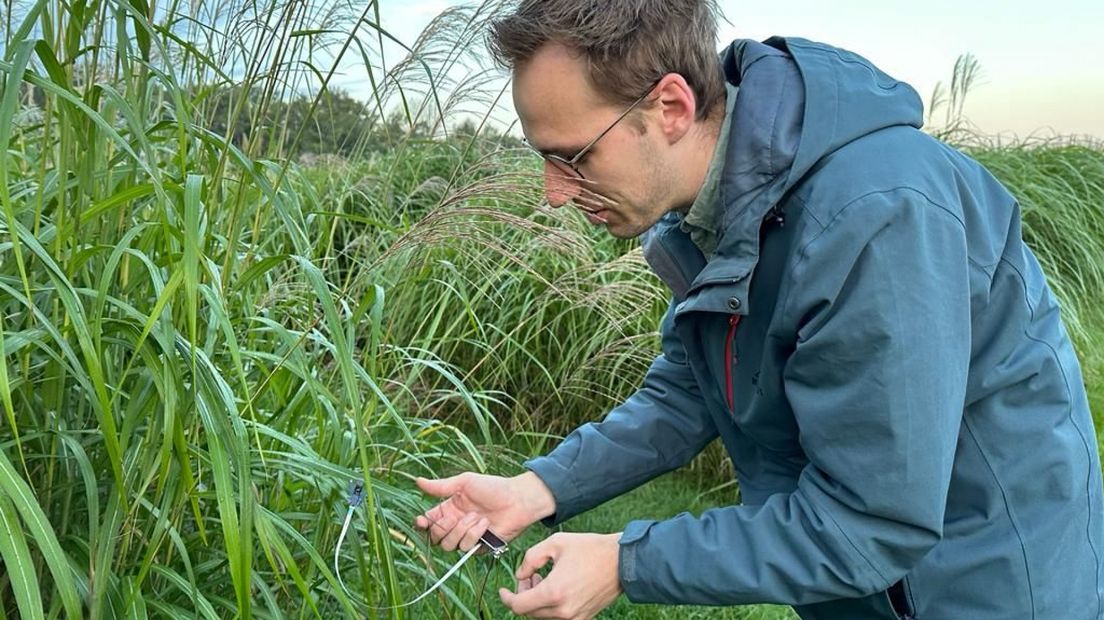 Tom Theeuwen van de WUR plaatst een sensor