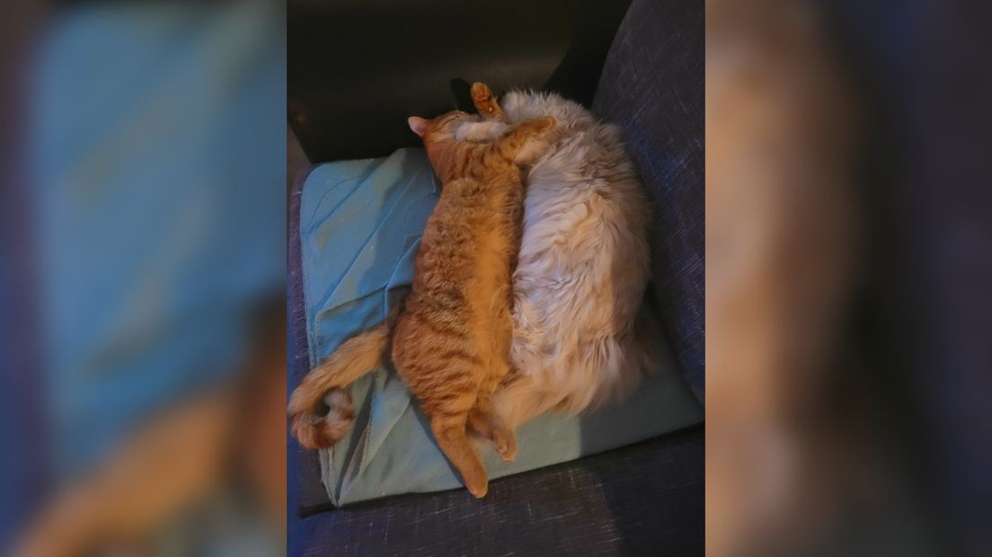 Jerry en Tommie fan baaske Jolanda Neef