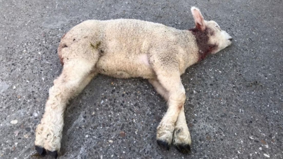 Een dood lam met wonden op de poot en in de hals