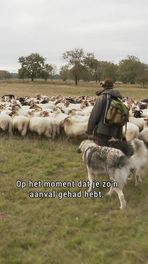 Honden waarschuwen voor wolf