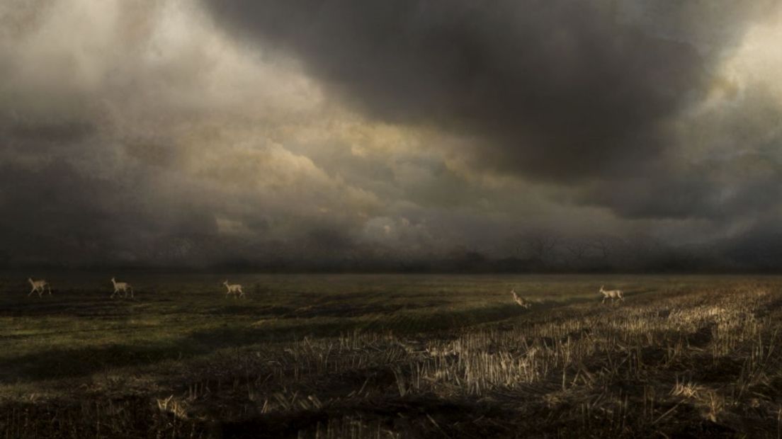 Een foto van het landschap in Nieuw-Schoonebeek (Rechten: Saskia Boelsums)