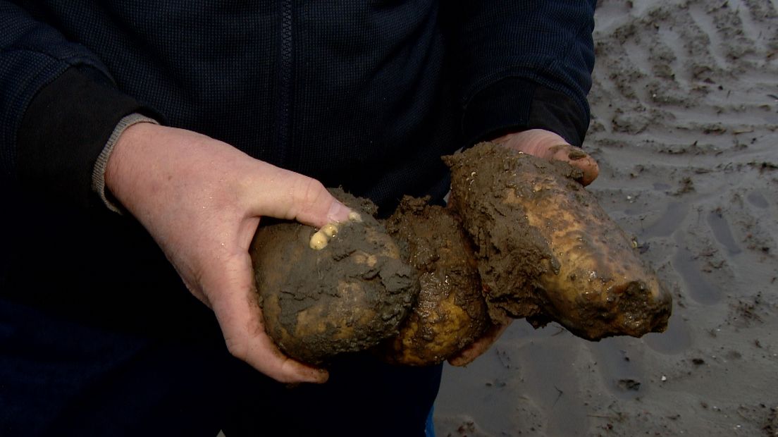 Rotte aardappelen door nat weer