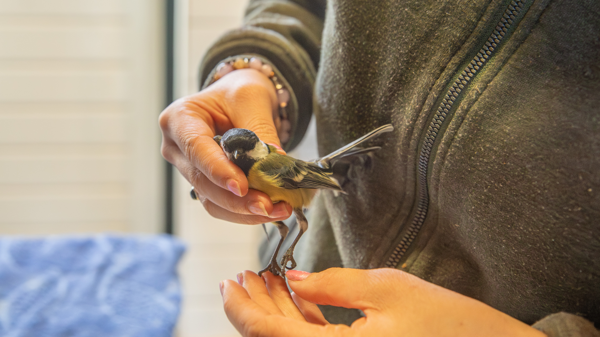 Koolmees gewond bij ongeluk met auto in Soest