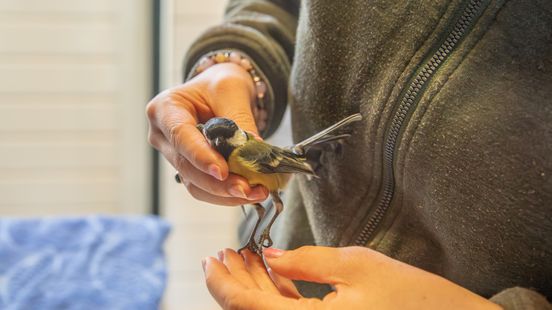 Koolmees gewond bij ongeluk met auto in Soest. Koolmees gewond bij ongeluk met auto in Soest.