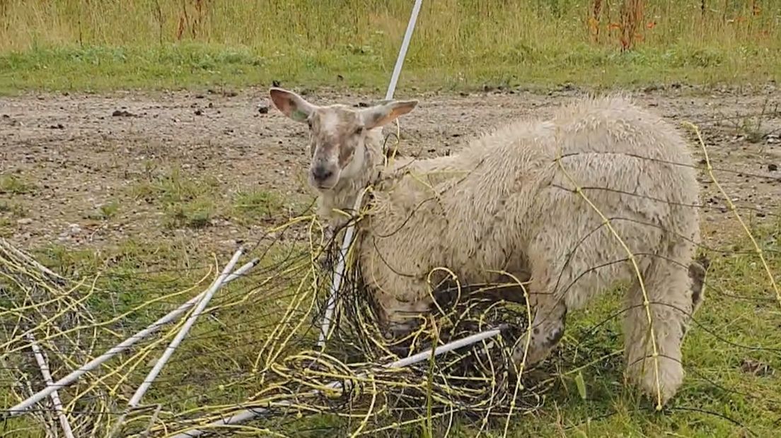 Kreupele schapen en geen schoon drinkwater: dierenhouder moet stoppen