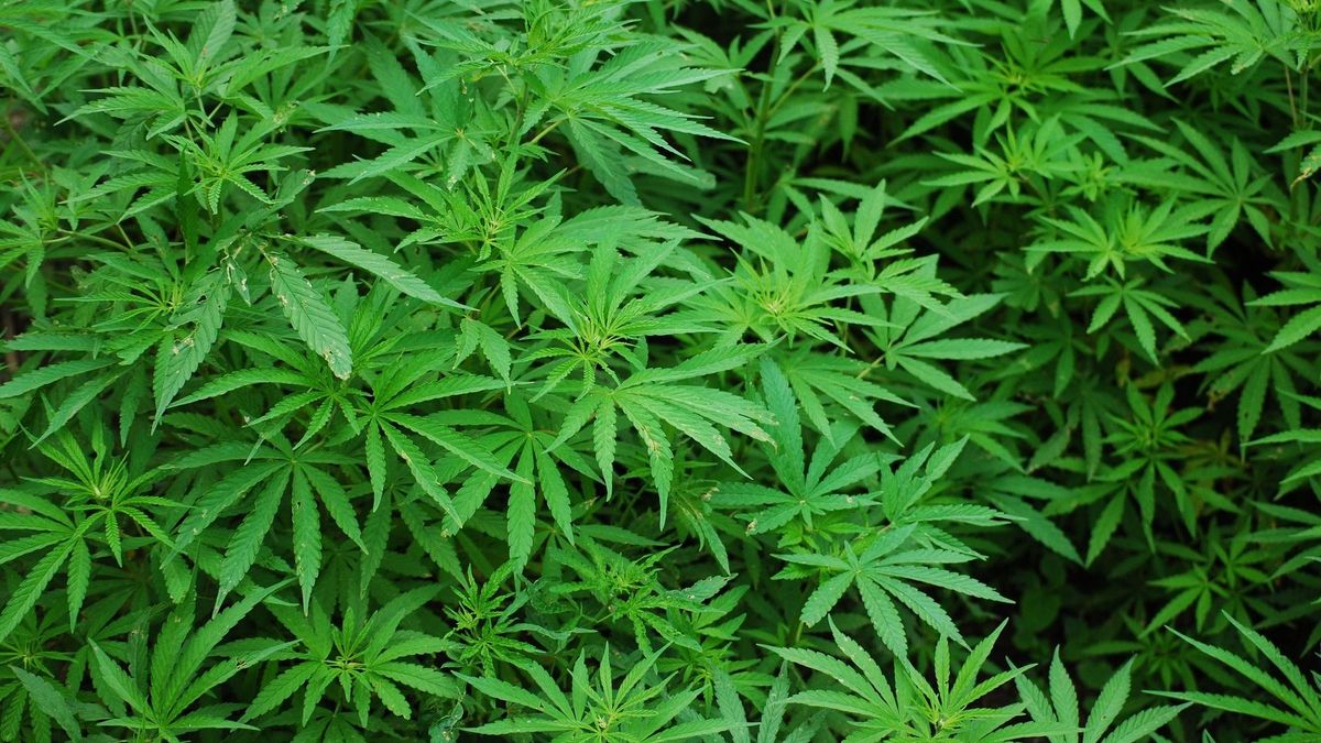 Burgemeester sluit drugspand in Nieuw-Buinen