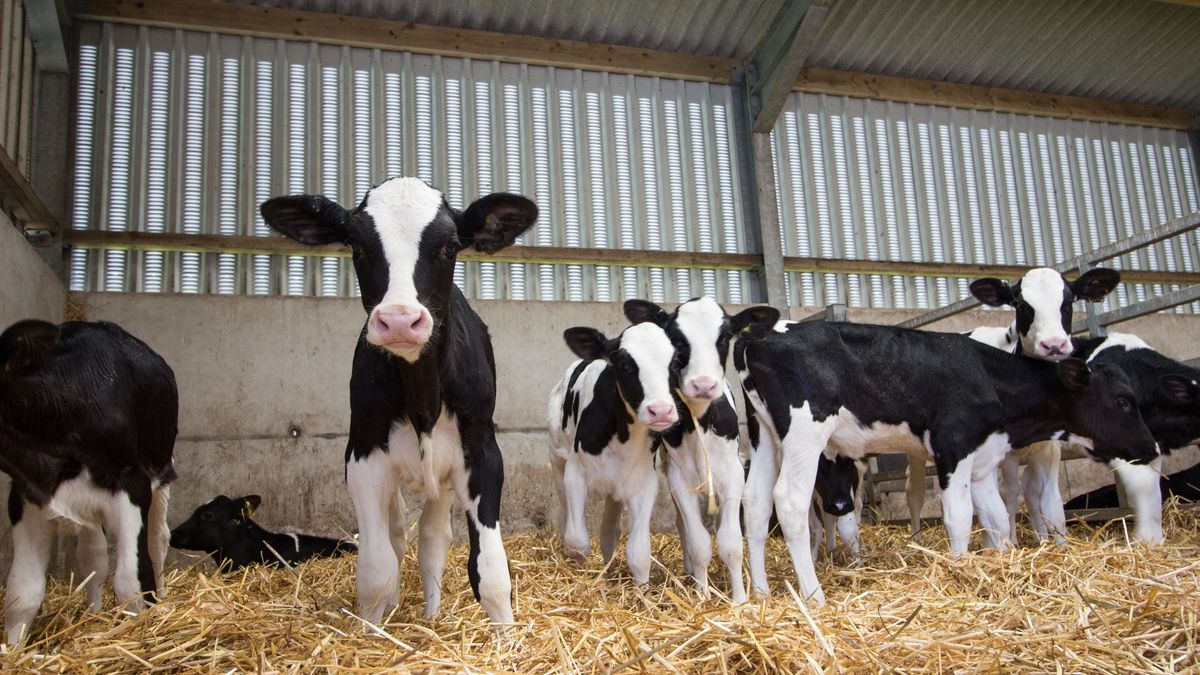 Plannen woningbouw Borne zetten toekomst kalverhouder onder druk
