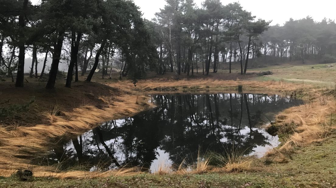 In de 19e eeuw hadden de zandverstuivingsgebieden in Noordwest-Europa een totale oppervlakte van zo'n 80.000 hectare. Daar is vrijwel niets meer van over. Van de stuifzandgebieden die er nog wel zijn, vind je de meeste in Nederland. Eén van de plekken waar het zand nog altijd stuift, is het Wekeromse Zand.