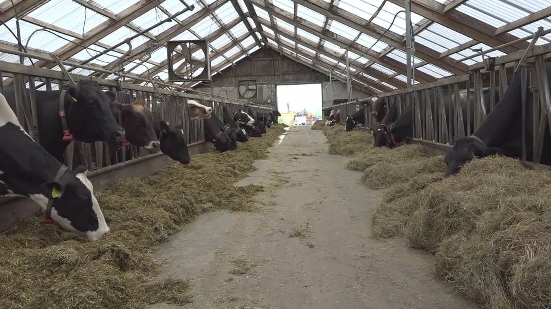 Koeien in een stal