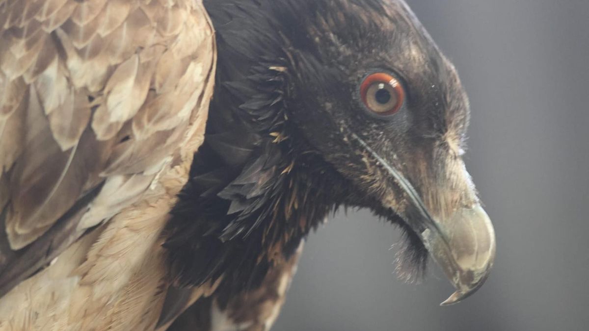 Zeldzame gier gevonden op Ameland, boswachter met vogel onder z'n arm de boot op