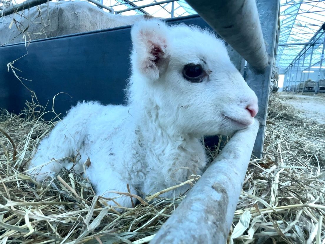 De eerste lammetjes werden vlak voor het nieuwe jaar geboren.