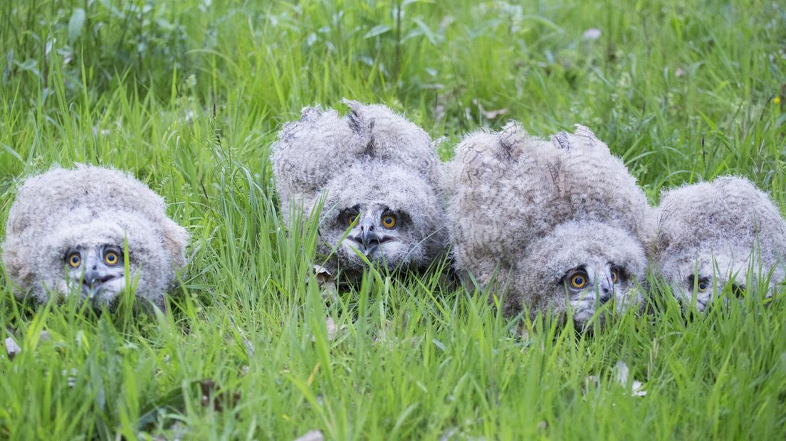 De jonge oehoe's op het terrein van Twence