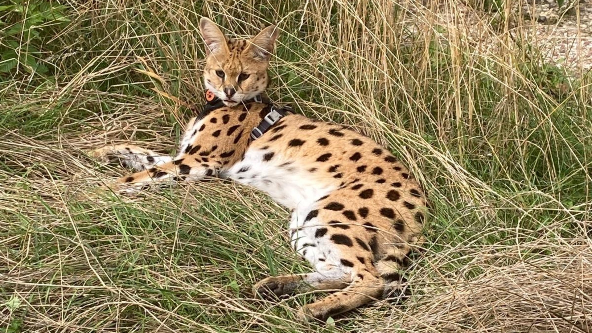 Dierenarts rijdt dwars door Nederland voor ontsnapte serval in Heerlen