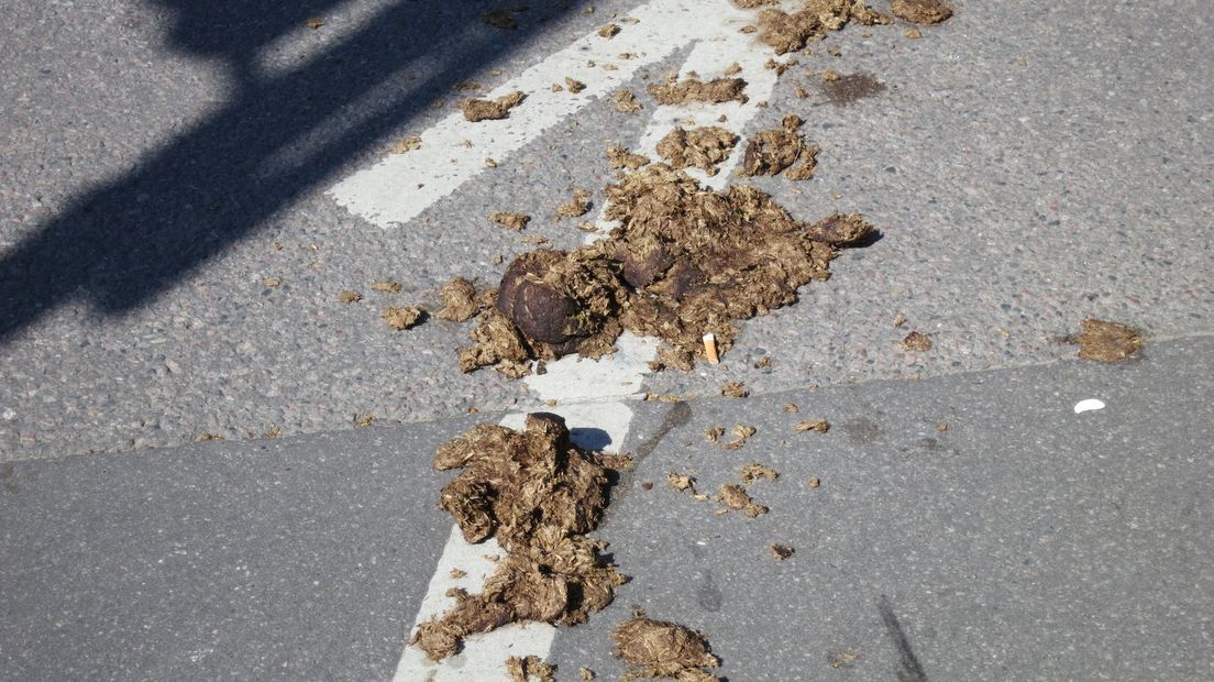 Paardenpoep op de weg