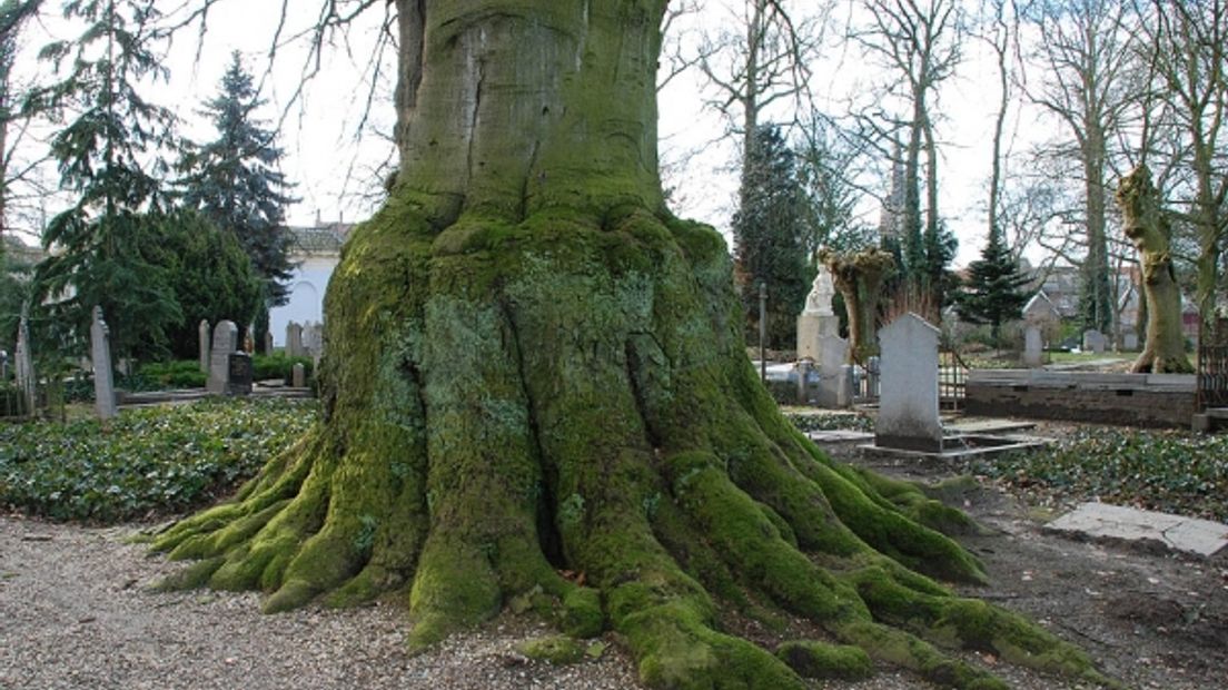 De dikste beuk van Nederland - met een omtrek van ruim 8,20 meter - op de algemene begraafplaats in Doesburg is ten dode opgeschreven. Woensdag begint de gemeente met ontmantelen van de Fagus sylvatica.