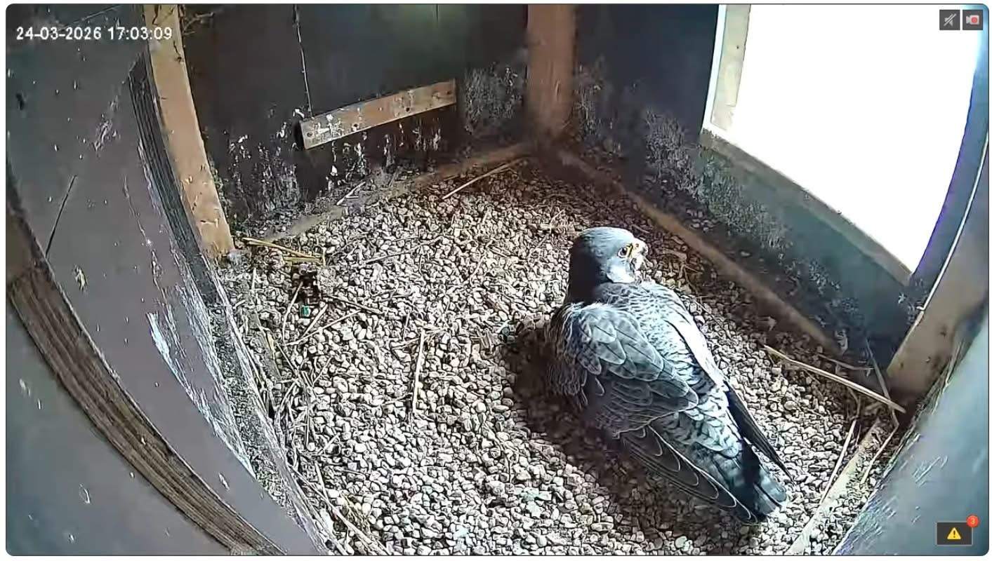 De slechtvalk van de Lange Jan die via livestream te volgen was, leeft niet meer